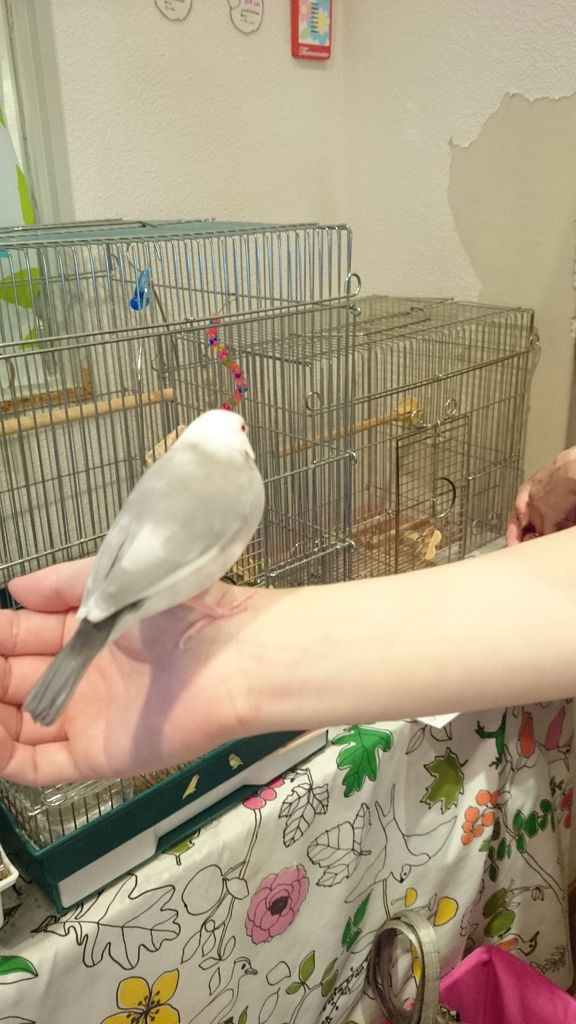 ウワサのことりカフェに行ってきました 白文鳥を育てよう