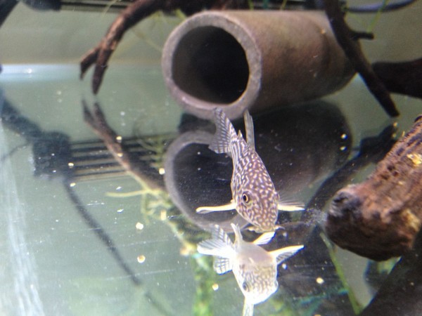 激安アウトレット 麦飯石シェルター 3 プレコ 隠れ家 土管 トンネル 熱帯魚 コリドラス 魚用品 水草