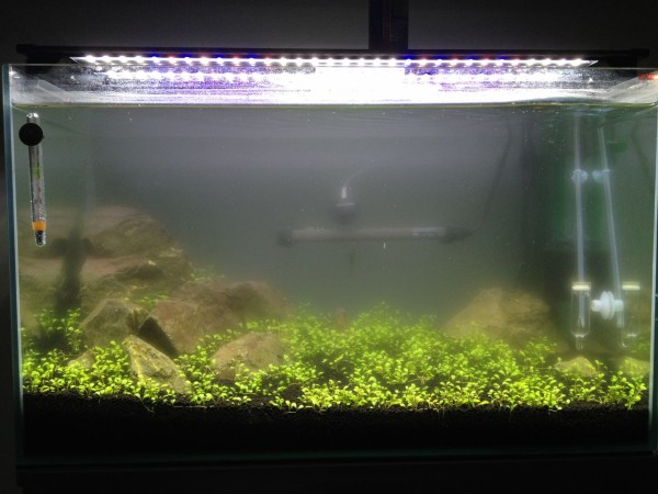 グロッソスティグマの観察５ 水槽にやったことを忘れないように書いておくブログ