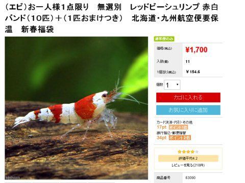 チャーム新春初売りセールで水槽が賑わう 水槽にやったことを忘れないように書いておくブログ