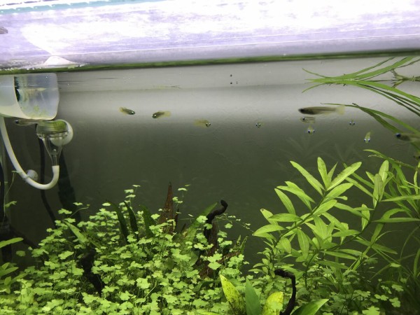 アフリカン ランプアイの稚魚を見つける 水槽にやったことを忘れないように書いておくブログ