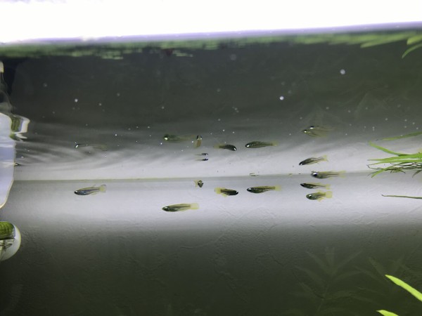 アフリカン ランプアイの稚魚を見つける 水槽にやったことを忘れないように書いておくブログ