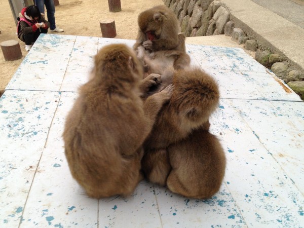 国立公園高崎山自然動物園のサルたちとふれあう 水槽にやったことを忘れないように書いておくブログ