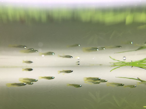 アフリカン ランプアイの稚魚を見つける 水槽にやったことを忘れないように書いておくブログ