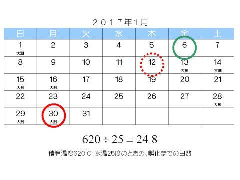 ミナミヌマエビの稚エビ誕生と検証 水槽にやったことを忘れないように書いておくブログ