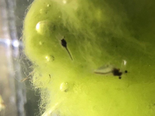 エビさんはアオミドロが好き 水槽にやったことを忘れないように書いておくブログ