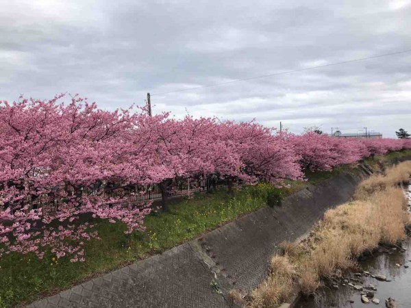 冬から春へ 河津桜満開 輪人日記 りんちゅにっき