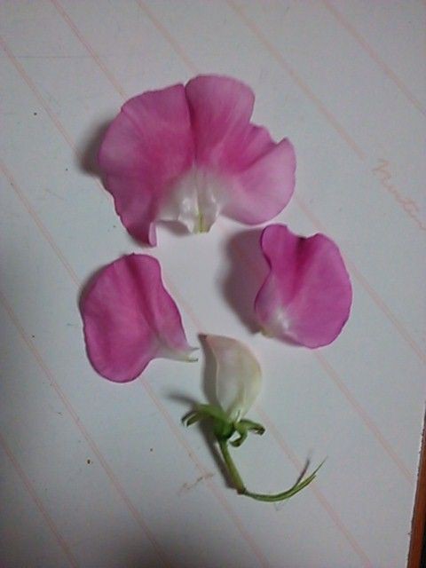 スイトピーの作り方研究 O ノ Decoクレイクラフト R S Clay Studio