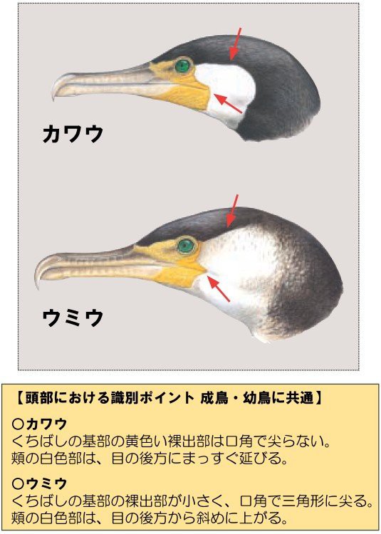 鵜の川　おまとめ 川鵜か海鵜か : 悠悠炊事