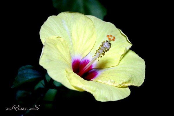 ハイビスカス 品種はデンマーク生まれのインドア ハイビスカス Hibisqs Flower Photography By Riw ４４４ 花譜の館