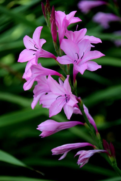 ヒオウギズイセン属 こと ワトソニア[Watsonia]・・Flower photography by Riw  №１７７・・福智山ろく花公園・高木ガーデン : 花譜の館