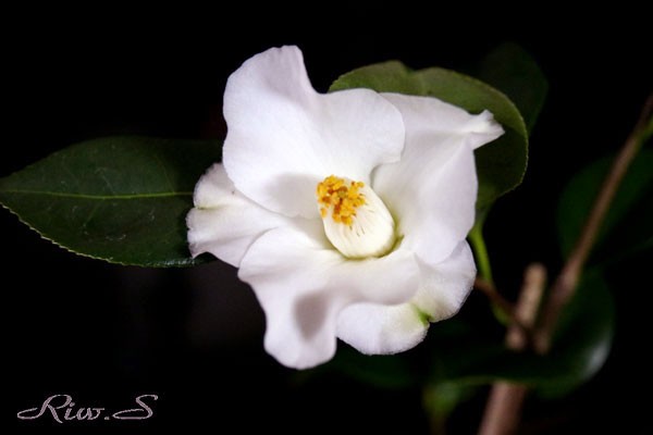 優雅な椿 以津の夢 いつのゆめ Itsu No Yume 白地 外弁が紅色ぼかし 一重 キキョウ咲き 筒しべ Flower Photography By Riw ４３３ 花譜の館