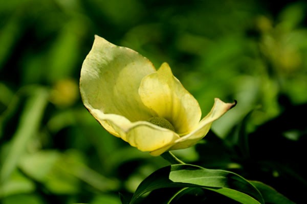 ヒマラヤヤマボウシ-(常緑山法師)・・品種は、金陽、マウンテンムーン、それとも？・・Flower photography by Riw  №２６１・・福智山ろく花公園(大花壇北西隅) : 花譜の館