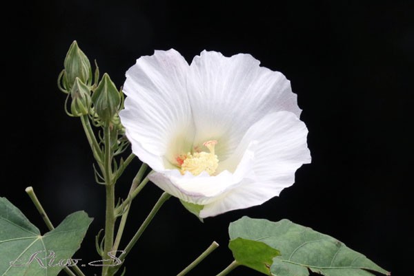 酔芙蓉 すいふよう 珍しい一重咲き 朝 開花した白い花びらが陽を浴びて薄いピンクから夕方には濃いピンクに変化 Flower Photography By Riw ４３１ 福智山ろく花公園 花譜の館