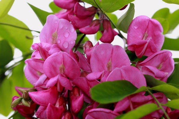 四季の風景・春-花槐(はなえんじゅ)=アカバナニセアカシア・・品種は