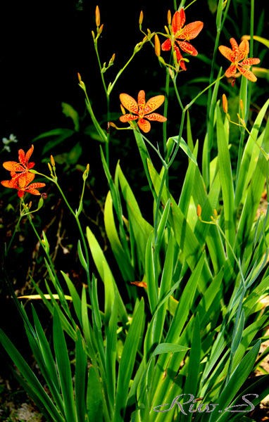 檜扇 ひおうぎ ２０１９ オレンジ色で赤い斑点があり放射状にひらく６弁花 Flower Phtography By Riw ３６１ 北九州市立白野江植物公園 花譜の館