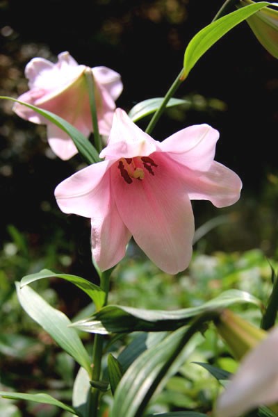 今日の花・春-百合(ゆり)・・乙女の姿(おとめのすがた)・２０１６-富山県登録のオリジナル品種-一期一会(２４)-福智山ろく花公園 : 花譜の館