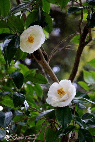 美しい古美術◾️蔵から美しい白椿の花が描かれた夏茶碗の様な楽印の陶器 椿（白）」水彩画（絵寸270×240・額寸354×384mm）志村好子
