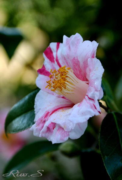 白玉　椿 家康さんに献上された椿「白玉椿」 かぎけん花図鑑 花日記2025年1月25