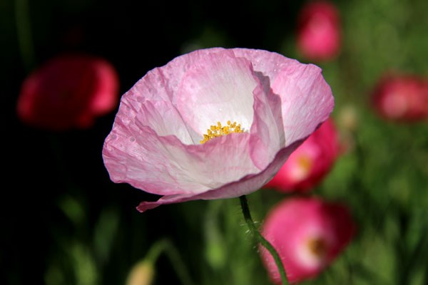 掛軸 罌粟 芥子 ケシ ポピー 花 初夏 紫 6共箱付き 25.9.19 特集 6