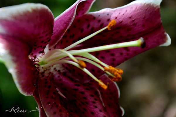 オリエンタルユリ 名は 星を眺める人 を意味する スターガザール Stargazer ２０１９ 福智山ろく花公園 もみじ橋の東側袂 花譜の館