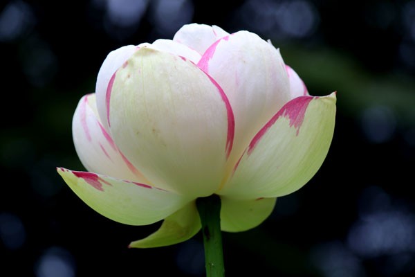 蓮(はす) の花-大酒錦(たいせいきん・たいしゅきん)- 唯一の斑入り
