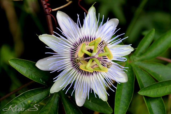 時計草 とけいそう ２０１９ 花の形は十字架にかけられたキリストか Flower Photography By Riw ３５９ 福智山ろく花公園 花譜の館