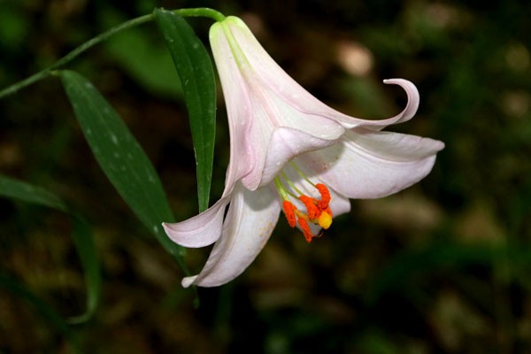 今日の花・夏・・笹百合(ささゆり)2018・・愛すべき日本の固有種