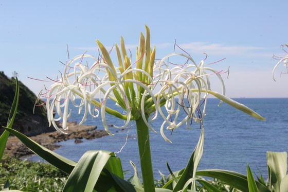 浜木綿 はまゆう の花 夏井ヶ浜 花譜の館