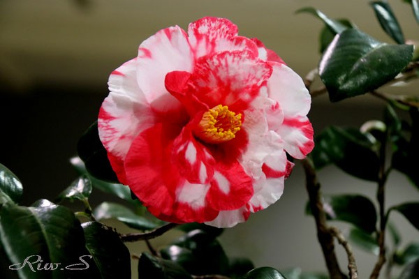 椿 岩根絞り いわねしぼり ２０２０ 濃紅色地に白斑が入る 八重咲き 筒しべ 大輪 Flower Photography By Riw ４２１ 第61回椿展示会 北九州椿協会主催 花譜の館