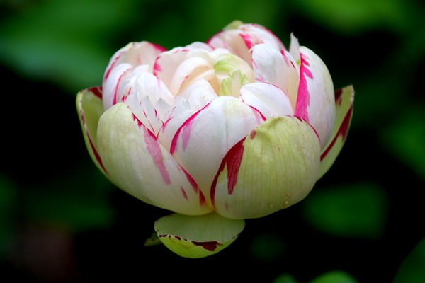 蓮(はす) の花-大酒錦(たいせいきん・たいしゅきん)- 唯一の斑入り