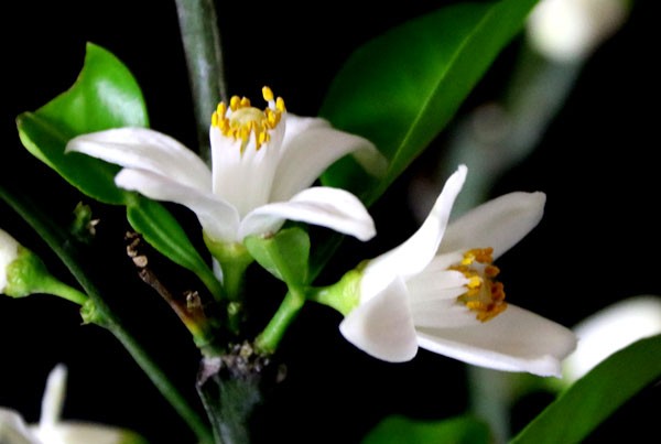 酢橘 すだち の花 Flower Photography By Riw １７６ 花譜の館