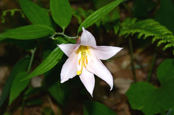 蔵出しの花 ２ 乙女百合 おとめゆり 姫小百合 ひめさゆり 福智山ろく花公園 花譜の館