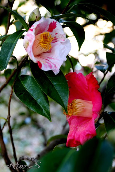 白玉　椿 椿園オンラインショップ / 白玉・しらたま