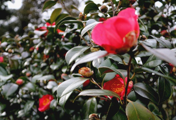 紅妙蓮寺　椿 椿 「紅妙蓮寺」品種紹介 | 椿心 佐藤椿園 小さな苗木から古木にいたる