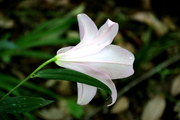 今日の花・夏・・笹百合(ささゆり)2018・・愛すべき日本の固有種
