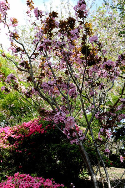 桜・紫桜(むらさきざくら)・・名は、薄く紫がかった花色から・・Flower
