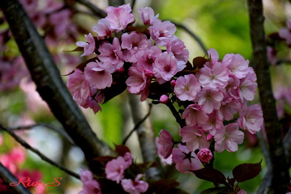 桜・紫桜(むらさきざくら)・・名は、薄く紫がかった花色から・・Flower