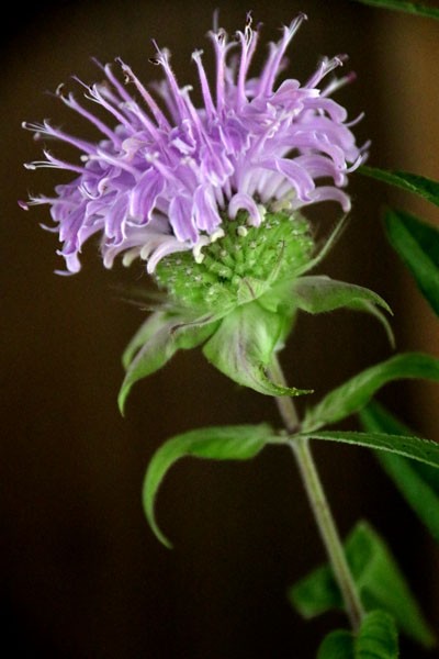 松明花 たいばつはな こと モナルダ Monarda ２０１８ Flower Photography By Riw ２０８ 庭園 芦屋釜の里 花譜の館