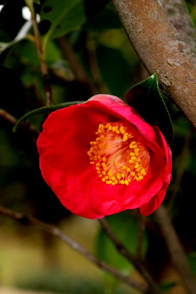 椿・・紅妙蓮寺(べにみょうれんじ) こと 妙蓮寺椿(みょうれんじつばき