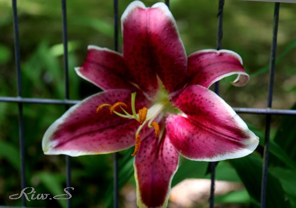 オリエンタルユリ 名は 星を眺める人 を意味する スターガザール Stargazer ２０１９ 福智山ろく花公園 もみじ橋の東側袂 花譜の館