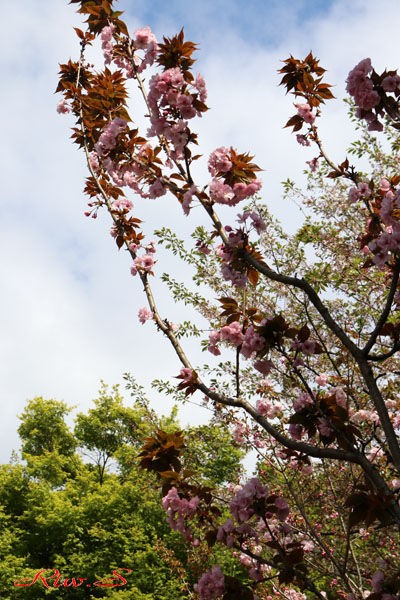 桜・紫桜(むらさきざくら)・・名は、薄く紫がかった花色から・・Flower