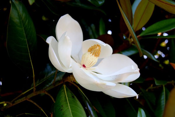 今日の一句 ６４ 泰山木 たいさんぼく の花 ２０１６ 福智山ろく花公園 花譜の館