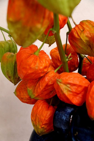 鬼灯 ほおずき Flower Photography By Riw ２３６ 花譜の館