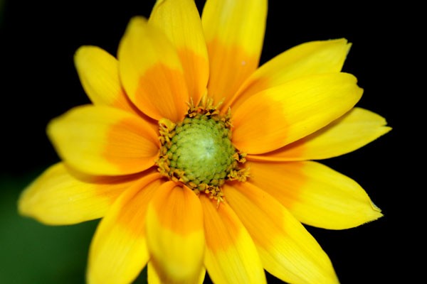 ルドベキア ２０１８ 品種は ルドべキア ヒルタ プレーリー サン 輝くような黄色の舌状花に明るいグリーンの筒状花 Flower Photography By Riw ２６６ 花譜の館