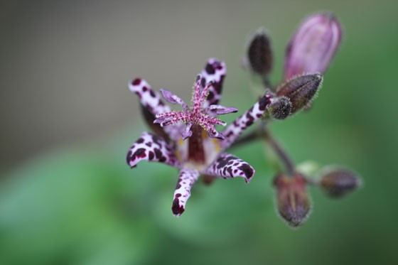 杜鵑草 ほととぎす 北九州市立植物公園 芦屋釜の里 花譜の館