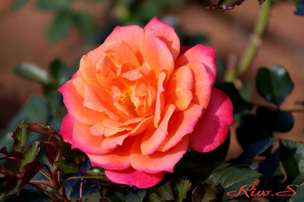 ２０２０グリーンパーク 秋のバラフェア ディズニーランド ローズ Disneyland Rose 鮮やかなオレンジとピンクが混ざった複雑な色 ディズニーランドのパレードをイメージした名 花譜の館