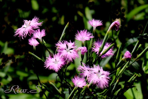 大和撫子 やまとなでしこ こと河原撫子 かわらなでしこ ２０１９ Flower Photography By Riw ３７３ 北九州市立白野江植物公園 花譜の館