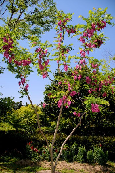 ニセアカシア　ピンク　ハリエンジユ 甘い香りの蜜源　3本おまとめ ニセアカシア ピンク ハリエンジユ 甘い香りの蜜源 3本おまとめ