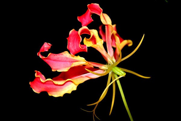 狐百合 きつねゆり こと グロリオサ Gloriosa Flower Photography By Riw 41 花譜の館
